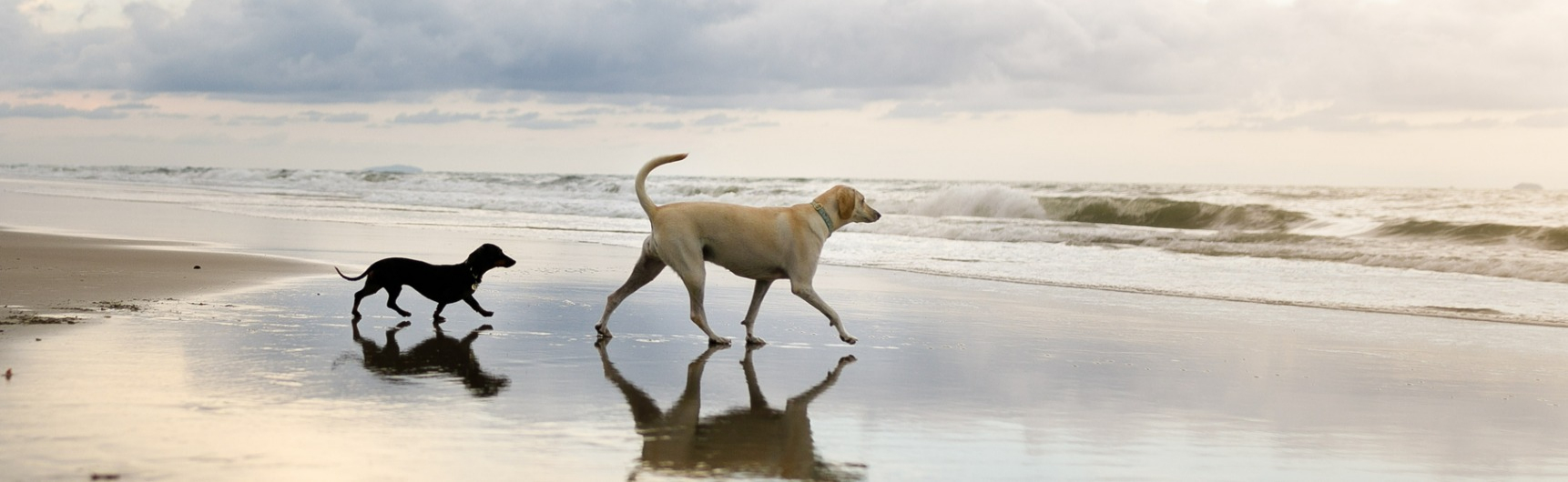 Two dogs walk on the beach