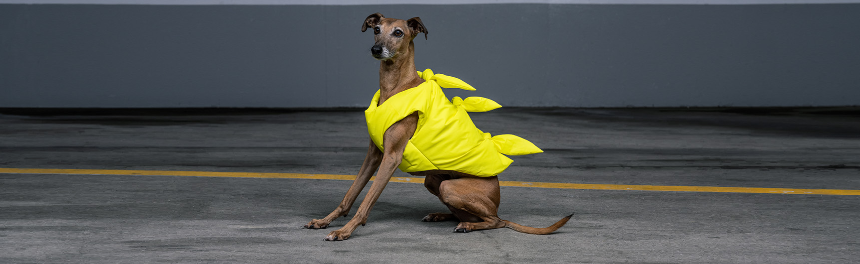A dog with road safety jacket