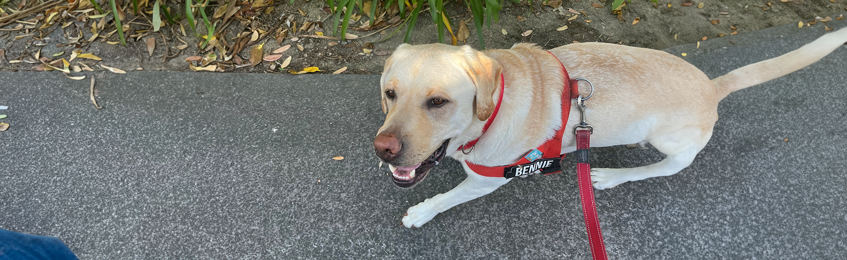 Dog walking
