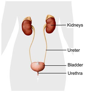 Diagram of a human urinary tract