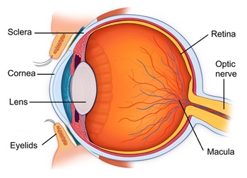 Diagram of a human eye