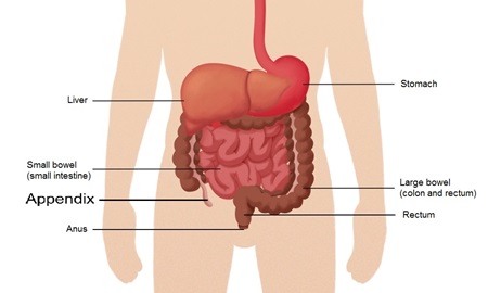 Diagram of gastrointestinal tract highlighting the appendix