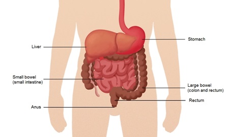 Diagram of gastrointestinal tract