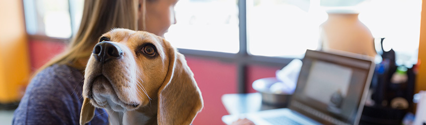 Woman petting a dog while working on her laptop, in the office