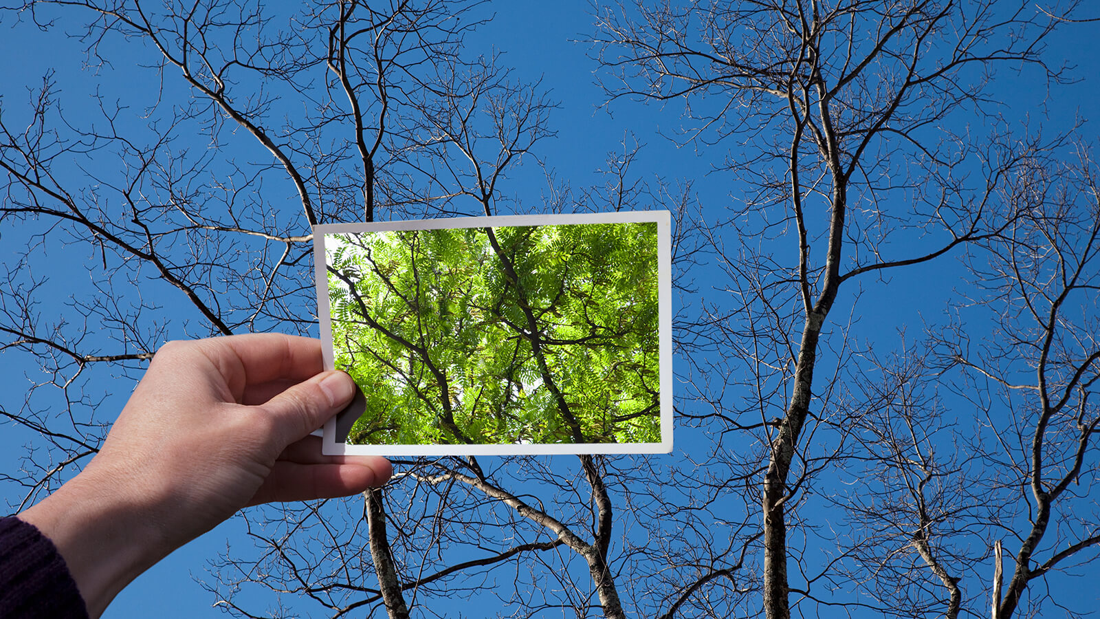 A photo of green leaves is held up against a bare tree