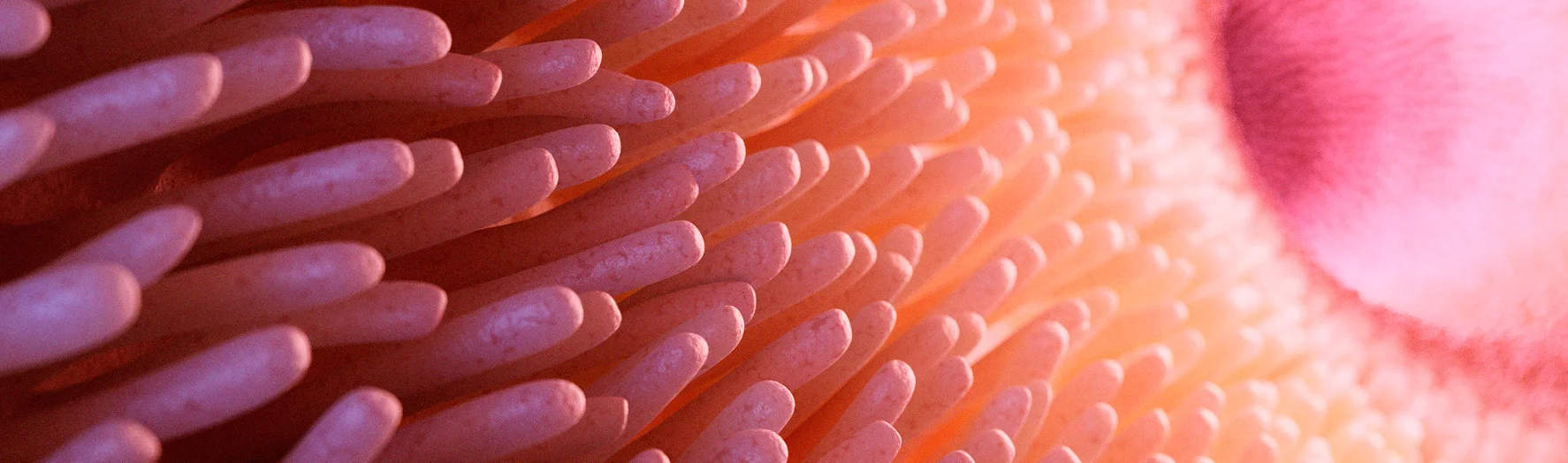Microscopic image of villi