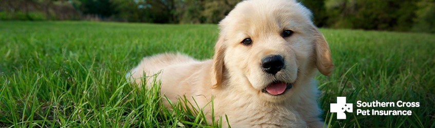 A puppy laying in the grass